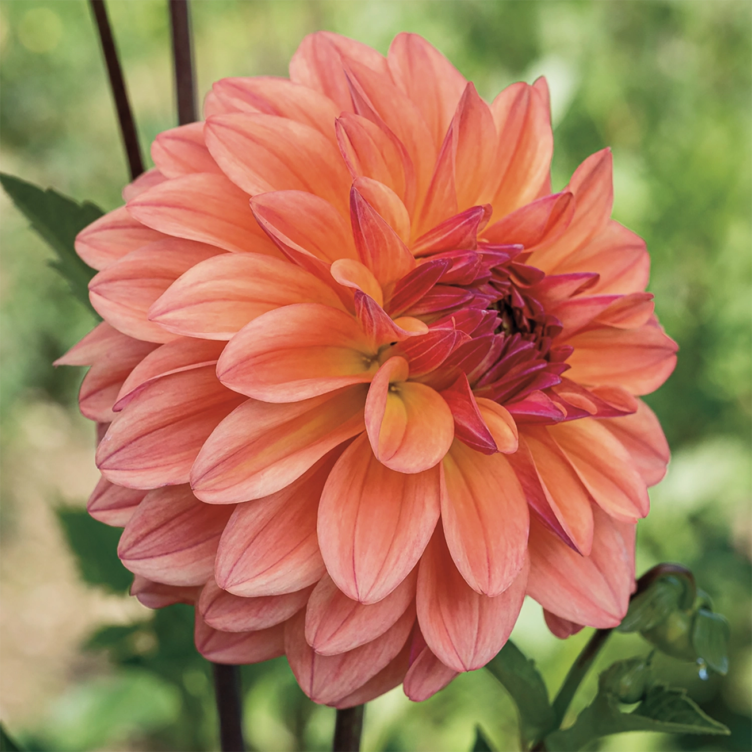 Ferncliff Copper dahlia